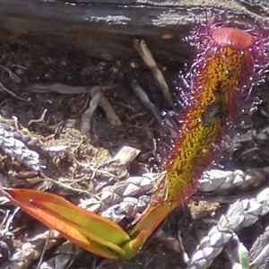 Drosera murfetii at Mount Field, TAS - 21 Feb 2025 12:46 PM