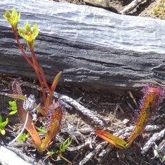 Drosera murfetii at Mount Field, TAS - 21 Feb 2025 12:46 PM