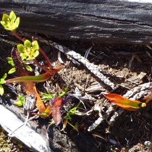 Drosera murfetii at Mount Field, TAS - 21 Feb 2025 12:46 PM