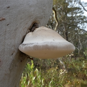 Laetiporus portentosus (White Punk) at Charleys Forest, NSW - 6 Feb 2025 by arjay