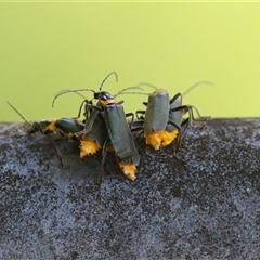 Chauliognathus lugubris (Plague Soldier Beetle) at Fyshwick, ACT - Yesterday by RodDeb