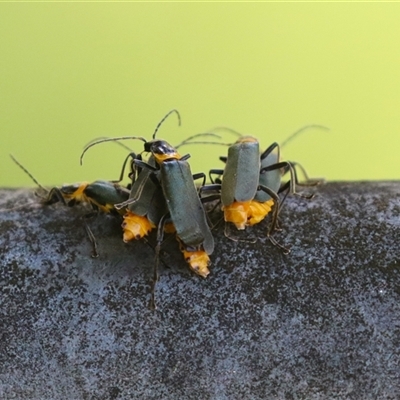 Chauliognathus lugubris (Plague Soldier Beetle) at Fyshwick, ACT - Yesterday by RodDeb