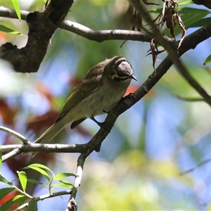 Caligavis chrysops (Yellow-faced Honeyeater) at Fyshwick, ACT - 21 Feb 2025 by RodDeb