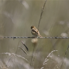 Cisticola exilis at Fyshwick, ACT - Yesterday by RodDeb