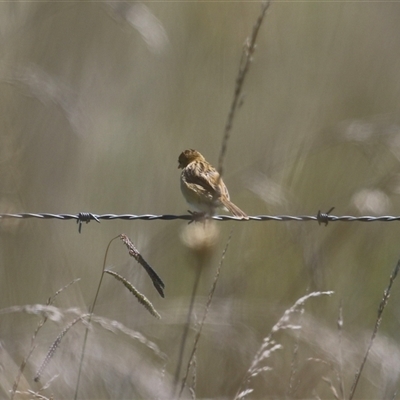 Cisticola exilis at Fyshwick, ACT - Yesterday by RodDeb