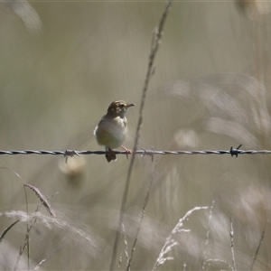 Cisticola exilis at Fyshwick, ACT - 21 Feb 2025 12:58 PM