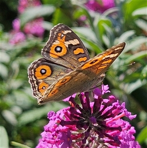 Junonia villida (Meadow Argus) at Braidwood, NSW - Yesterday by MatthewFrawley