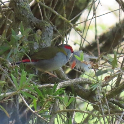 Neochmia temporalis (Red-browed Finch) at Fyshwick, ACT - 21 Feb 2025 by RodDeb