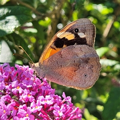 Heteronympha merope (Common Brown Butterfly) at Braidwood, NSW - Today by MatthewFrawley