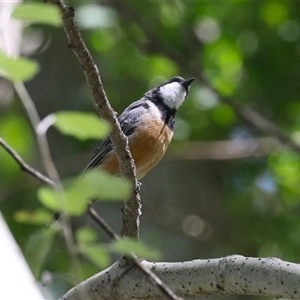 Pachycephala rufiventris (Rufous Whistler) at Fyshwick, ACT - 21 Feb 2025 by RodDeb