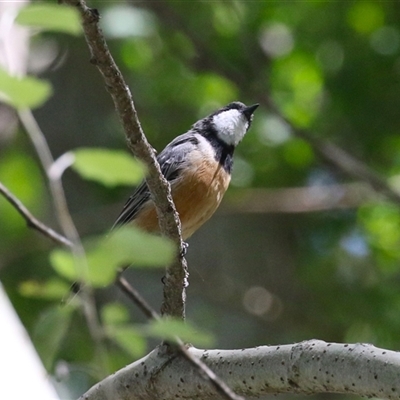 Pachycephala rufiventris at Fyshwick, ACT - Yesterday by RodDeb