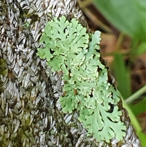 Unidentified Lichen by MazzV