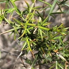 Ulex europaeus (Gorse) at Bruce, ACT - 22 Feb 2025 by SteveBorkowskis