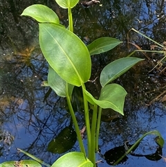 Sagittaria platyphylla by SteveBorkowskis