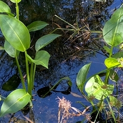 Sagittaria platyphylla at Bruce, ACT - suppressed