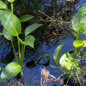 Sagittaria platyphylla at Bruce, ACT - suppressed