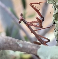 Tenodera australasiae (Purple-winged mantid) at Yass River, NSW - Yesterday by SenexRugosus