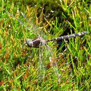 Synthemis tasmanica (Tasmanian Swamp Tigertail) at Mount Field, TAS - 21 Feb 2025 by VanessaC