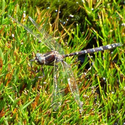 Synthemis tasmanica at Mount Field, TAS - 21 Feb 2025 by VanessaC