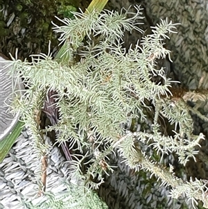 Unidentified Lichen by MazzV