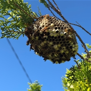 Polistes (Polistes) chinensis (Asian paper wasp) at Chatswood, NSW - 18 Feb 2025 by Choyster