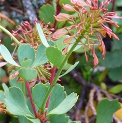 Unidentified Other Shrub at Mount Field, TAS - 21 Feb 2025 by VanessaC