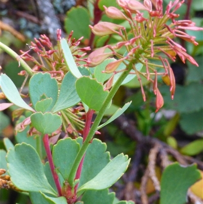 Bellendena montana (Mountain Rocket) at Mount Field, TAS - 21 Feb 2025 by VanessaC