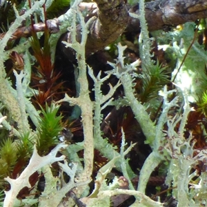 Unidentified Lichen at Mount Field, TAS - 21 Feb 2025 by VanessaC