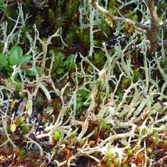 Unidentified Plant at Mount Field, TAS - 21 Feb 2025 by VanessaC