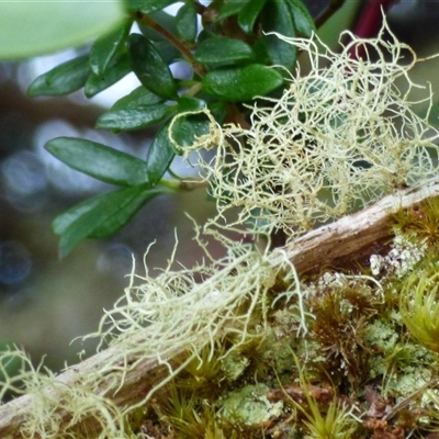 Unidentified Lichen at Mount Field, TAS - 21 Feb 2025 by VanessaC