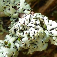 Unidentified Lichen at Mount Field, TAS - 21 Feb 2025 by VanessaC