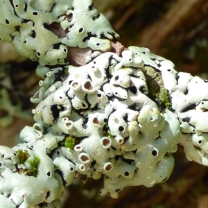 Unidentified Lichen at Mount Field, TAS - 21 Feb 2025 by VanessaC