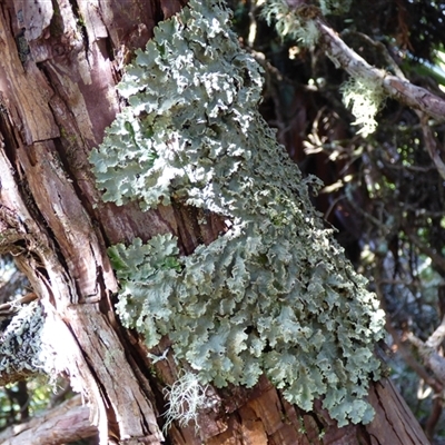 Unidentified Lichen at Mount Field, TAS - 21 Feb 2025 by VanessaC