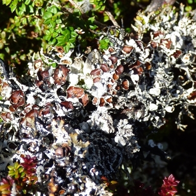 Unidentified Lichen at Mount Field, TAS - 21 Feb 2025 by VanessaC