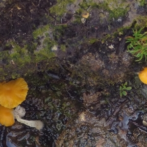 Hygrocybe sp. at Mount Field, TAS - 21 Feb 2025 by VanessaC