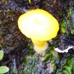Hygrocybe sp. at Mount Field, TAS - 21 Feb 2025 01:46 PM