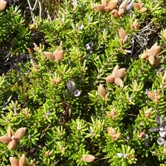 Unidentified Other Shrub at Mount Field, TAS - 21 Feb 2025 by VanessaC