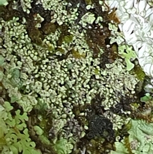 Unidentified Lichen by MazzV