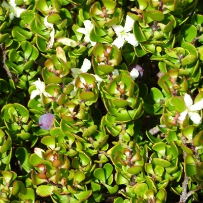 Unidentified Other Shrub at Mount Field, TAS - 21 Feb 2025 by VanessaC