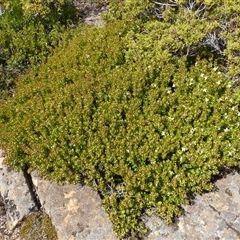 Persoonia gunnii at Mount Field, TAS - 21 Feb 2025 02:13 PM