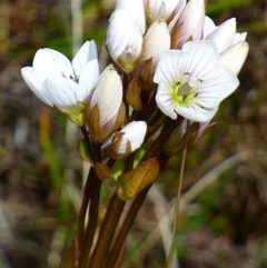 Gentianella sp. at Mount Field, TAS - Yesterday by VanessaC