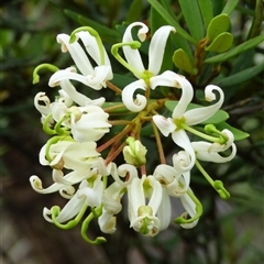 Lomatia polymorpha at Mount Field, TAS - 21 Feb 2025 by VanessaC