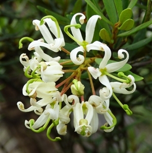 Lomatia polymorpha (Mountain guitar-plant) at Mount Field, TAS - 21 Feb 2025 by VanessaC