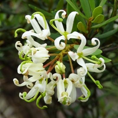 Lomatia polymorpha at Mount Field, TAS - 21 Feb 2025 by VanessaC