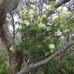 Lomatia polymorpha at Mount Field, TAS - 21 Feb 2025 04:32 PM