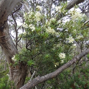 Lomatia polymorpha at Mount Field, TAS - 21 Feb 2025 04:32 PM