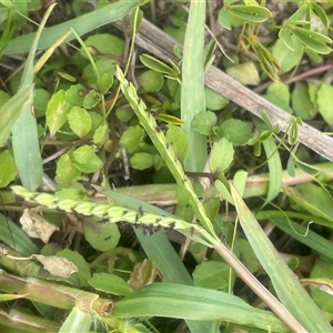 Paspalum distichum at Braidwood, NSW - Yesterday 12:38 PM