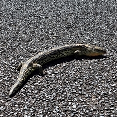 Tiliqua nigrolutea (Blotched Blue-tongue) at Bywong, NSW - 25 Oct 2024 by Alihumphreys