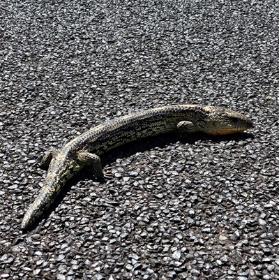 Tiliqua nigrolutea (Blotched Blue-tongue) at Bywong, NSW - 25 Oct 2024 by Alihumphreys