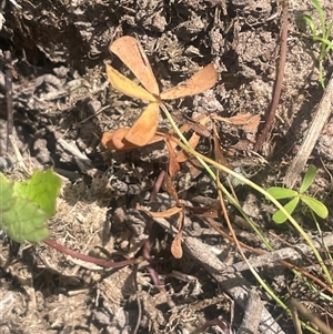 Pellaea calidirupium at Braidwood, NSW - Yesterday by JaneR